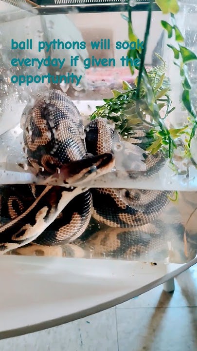 how to soak your ball python #bathtime - YouTube