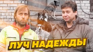 Луч надежды! В приюте домашних животных 