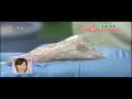 NHK特集（プロテオグリカン）
