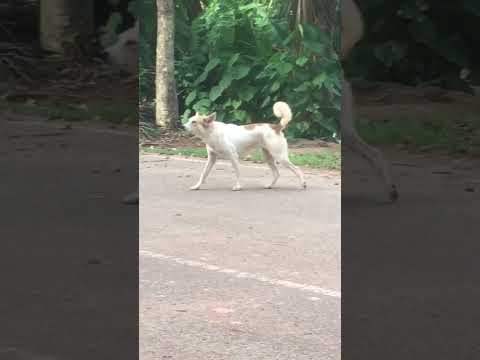 Videó: 5 termék A kutya nem élhet a játéknapon