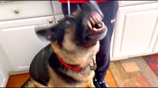 The Canine Shredder - Stop Dog Aggression  SafeCalm Collar - Help BIG CHUCK MCBRIDE Donate Below by Dog Whisperer BIG CHUCK MCBRIDE 1,914 views 2 years ago 8 minutes, 39 seconds