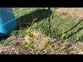 Joan J Thornless Raspberry, May 11, 2026, Zone 5B.