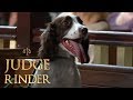 Funniest and Naughtiest Animals in Court | Judge Rinder