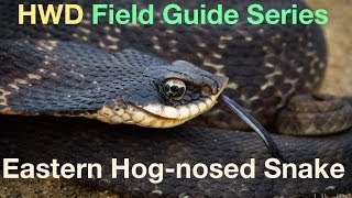 HWD Field Guide Series: Eastern Hog-nosed Snake