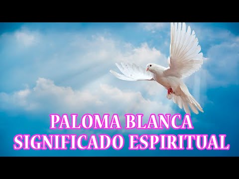 🧙 Paloma Blanca Significado Espiritual 🧙 Soñar con Palomas | Tótem Paloma