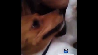 БАСЕНДЖИ ВЕНДИ МАЛЫШКА . Basenji WENDY Dollar Baby БАСЕНДЖИ ВЕНДИ МАЛЫШКА . Basenji WENDY Dollar Baby