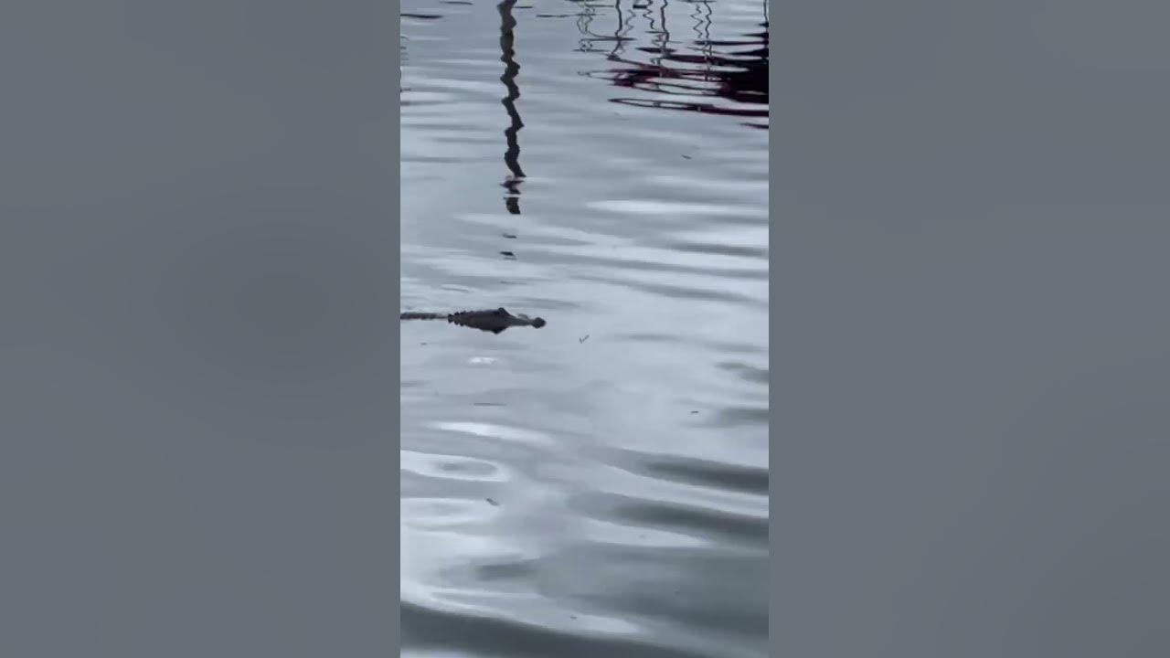 Highbanks critters watch out gator gonna get ya youtube