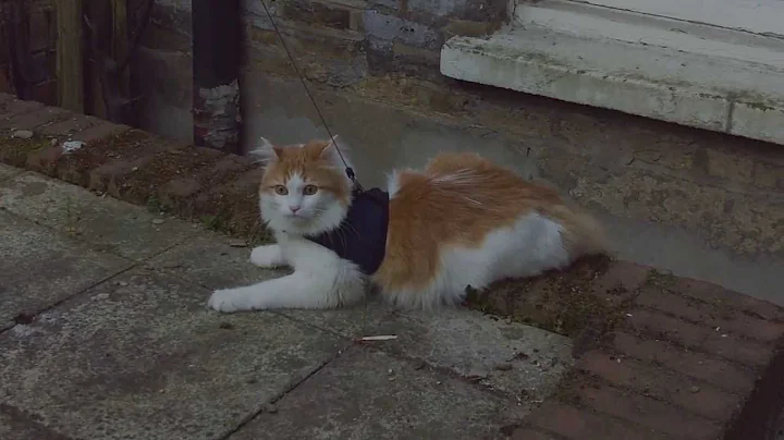 Watch the video about Sampson - Maine Coon Cross on harness