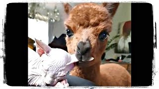 ЛАМА ЕСТ УХО КОТА, приколы с животными подборка | Fun with Animals #633 ЛАМА ЕСТ УХО КОТА, приколы с животными подборка | Fun with Animals #633