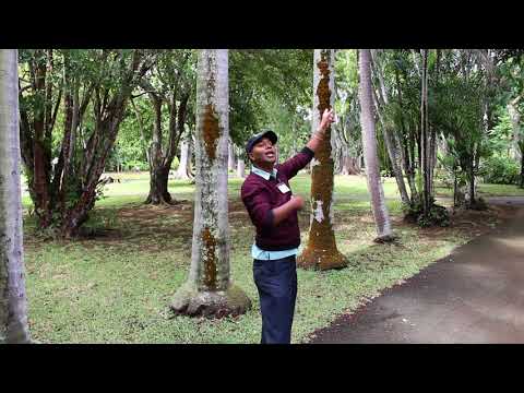 Pamplemousses Botanical Garden – Funny Guide – Trip to Mauritius (1/3)