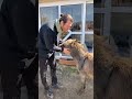 Kıvanç Tatlıtuğ Love For Animals KivançTatlituğ Shorts
