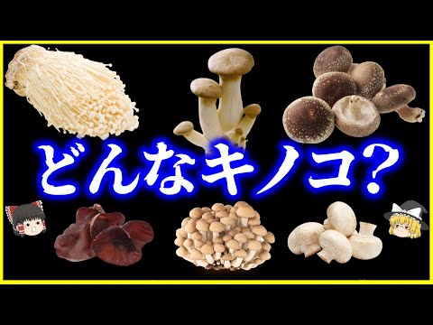 【ゆっくり解説】あなたが普段食べているキノコ、何者なのか？6選を解説/しいたけ、エノキ、きくらげ、エリンギ他【総集編】＜作業用＞＜睡眠用＞
