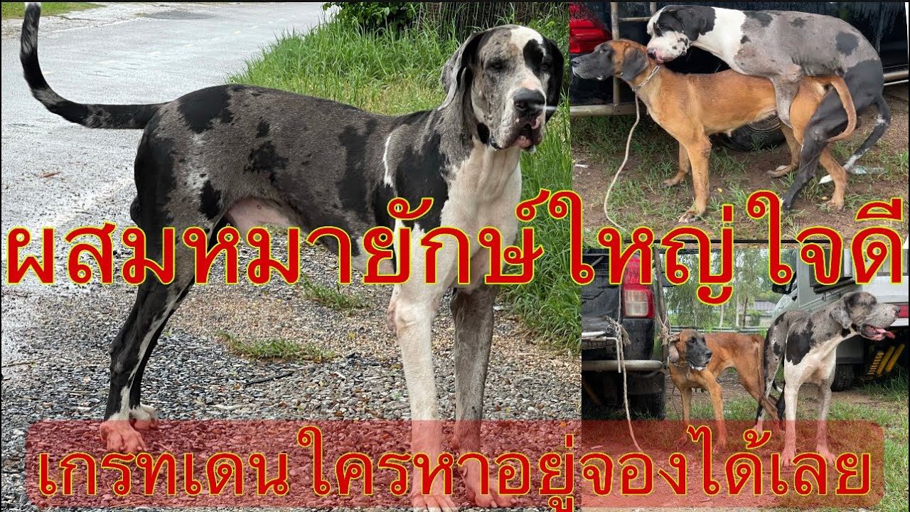 ผสมแม่เกรทเดนหมายักษ์ใหญ่ใจดี - Youtube