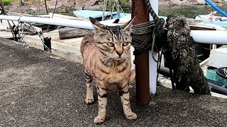 猫島の猫ちゃんの防波堤パトロールに着いていってみた