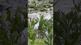 Great Egret getting a snack from the pond #bird #birds #egret #nature #naturelovers #animals