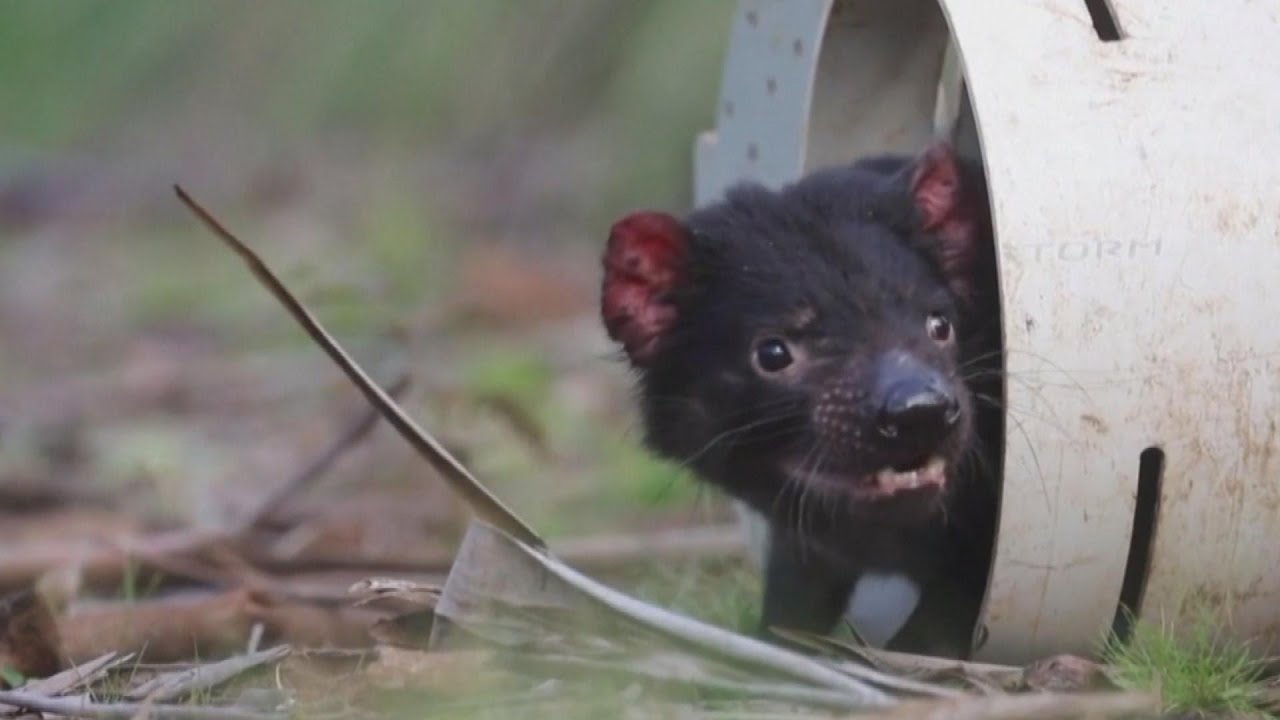 First Tasmanian Devils Born in Australia In 3,000 Years