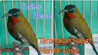 @angekchanel# Masteran Jitu Tembakan Burung Kolibri merak ( kolibri hutan )