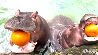 Happy Halloween 🎃 Toronto Zoo Pumpkin Enrichment