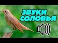 Звуки соловья, как поёт соловей, соловьиные трели