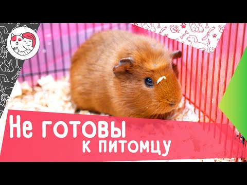 Видео: 6 признаков того, что вы можете быть готовы завести кошку