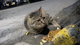 This stray cat, deprived of its front limbs,driven by hunger, persistently follows, begging for food by Animal Care Haven 668,175 views 3 months ago 9 minutes, 42 seconds