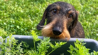 I Knew Exactly What I Wanted… | Teddy the Dachshund 🐾