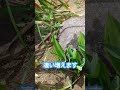 家庭菜園にナガミヒナゲシ r7/4/29