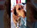 Doodle Delight: Labradoodle Smooches Steal the Show! #dogkiss #doodlesoftiktok #dogsoftiktok #dogtok