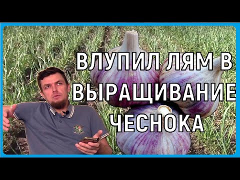 РАСХОДЫ НА ПОСАДКУ 1 ГЕКТАРА ЧЕСНОКА. Бизнес на чесноке