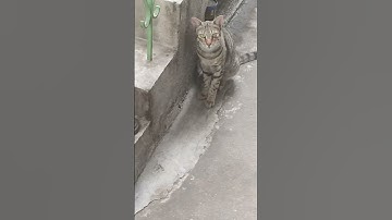 Cat playing hide n seek🐱| Kitty love🐈| Cat mother 🥰🥰#youtubeshorts #shorts #cat #kitty #shortvideo