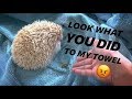 SHOWERING my FAT, dirty HEDGEHOG, Jaxon ~ Hedgehog UPDATE !!!