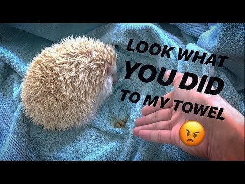 Do Hedgehogs Go To The Bathroom Alot?
