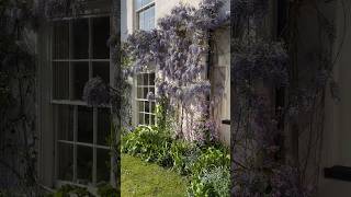 Wisteria Growing Tips #wisteria #gardeningtips #gardeningvideos #gardening