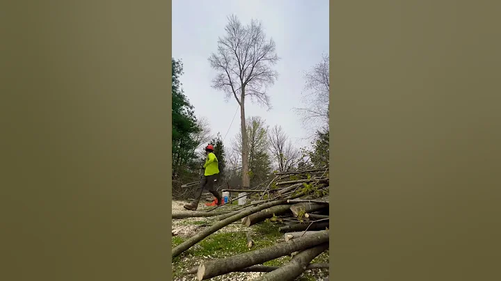 Huge Tree Felling-Stihl 25”-9 Tree Removal-Could This Have Gone Wrong? #shorts #arborist #tree