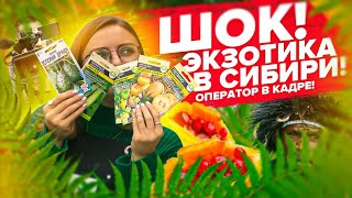 ЭКЗОТИКА В СИБИРИ и ОПЕРАТОР В КАДРЕ! Бамия, пепино, кивано, мамордика, тортарелло, физалис