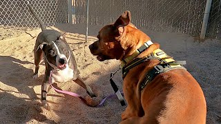 Dogs playing: Episode 54