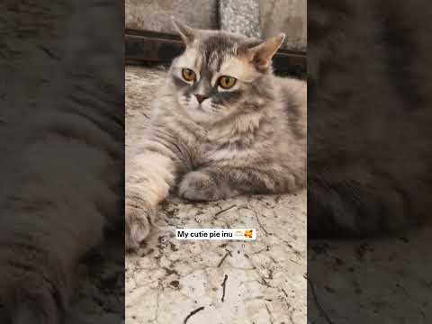 My cute inu 🫶🏻🥰 #cat #shorts #inuandshinu #ytshorts