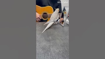 Thumbnail of What an extraordinary little bird, it sings, dances, and even strikes poses!!!