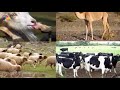 تلاوة ممتعة جدا لسورة يونس بالتفسير المصور للشيخ سعود الشريم 
