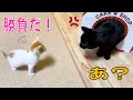 子猫くん、初めてご飯を食べる/やんちゃ子猫、先住猫と一触即発…!?【26・27日目】
