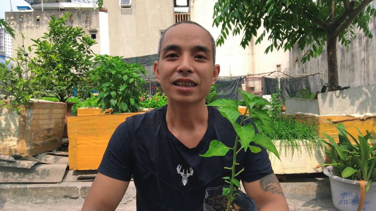 Những Lưu Ý Khi Trồng Ớt Tại Nhà