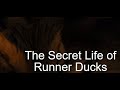 The secret life of runner ducks an mmu digital media documentry