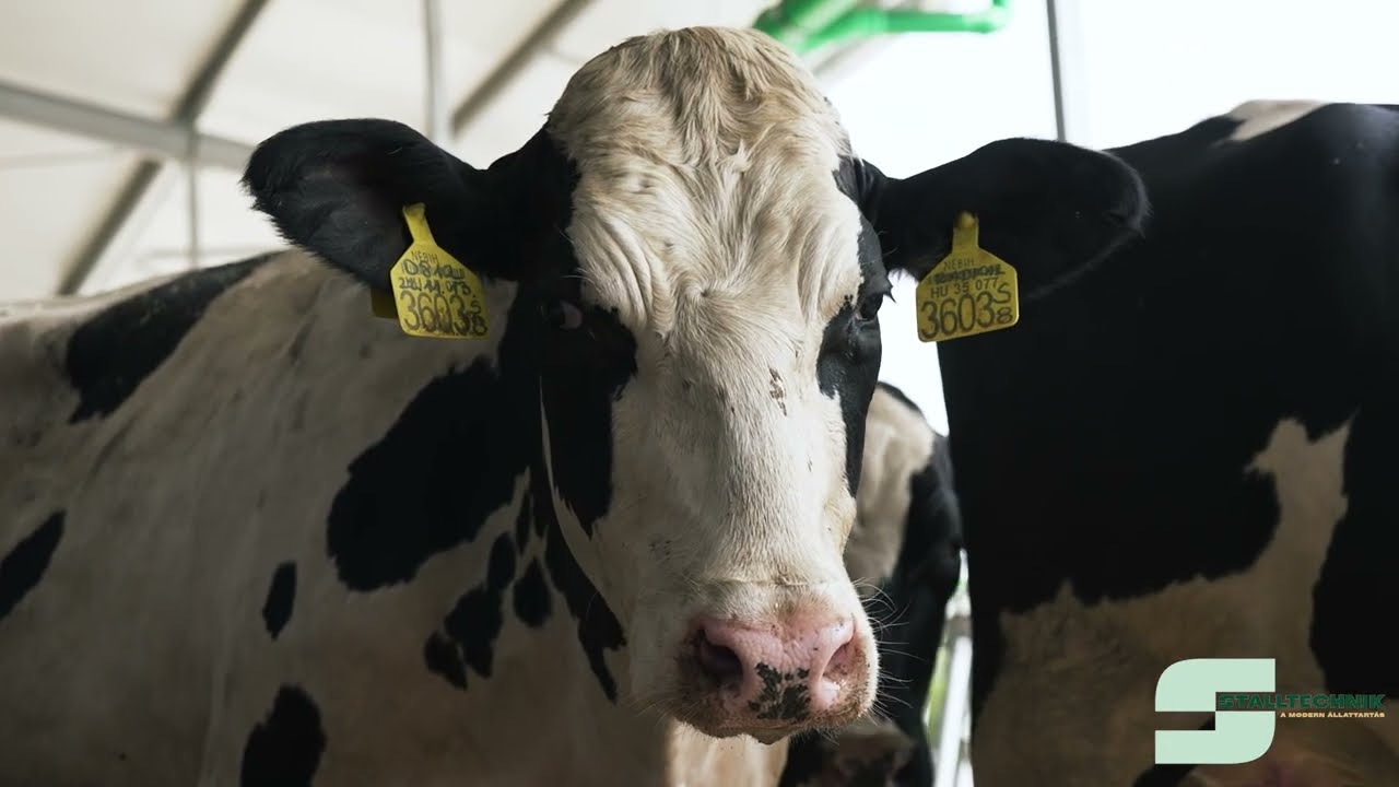 Stalltechnik-B Service Kft. -  Növendék Szarvasmarha Istálló (PS)