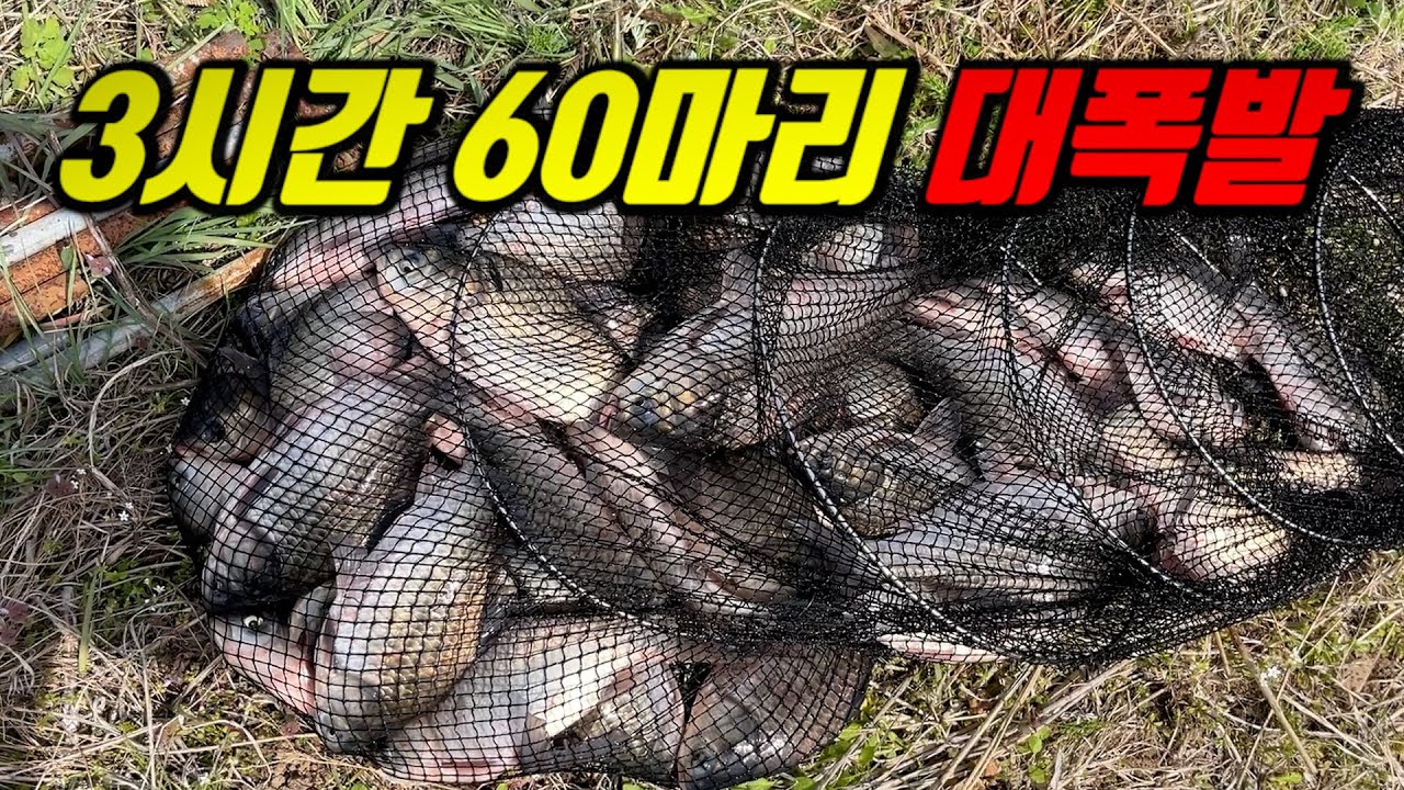 이게 실화입니까? 3시간에 60마리를 그냥 잡아버리는 낚시!!!
