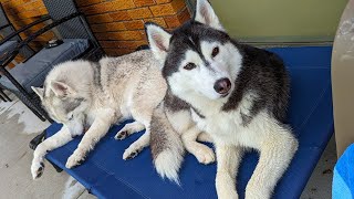 Husky Snuggles After Swimming in the Pool!