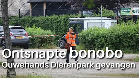 Ontsnapte Bonobo weer thuis in Ouwehands Dierenpark Rhenen
