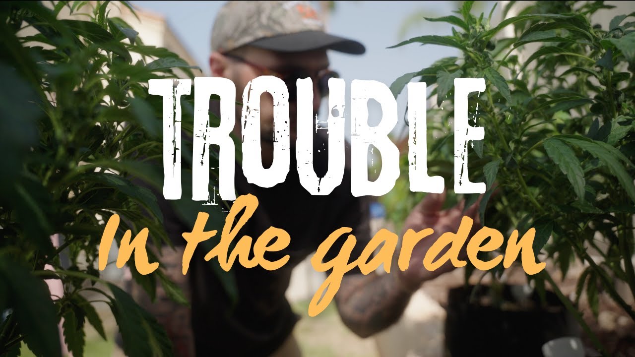 How I Saved My Cannabis Seedling & Stopped a Caterpillar Takeover!