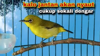Suara Call Pleci Betina Birahi Memanggil Jantan | Ampuh Pleci Dakun Lokal Akan Cepat Gacor