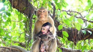 Baby monkey Lucas got stolen by monkey Amara, Lucas call mommy Leyla Help