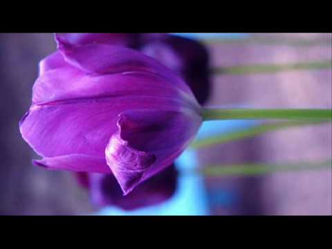 vivaldi armida vivaldi armida